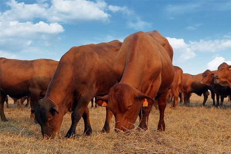 Carnes - fazendas de cria, recria e engorda